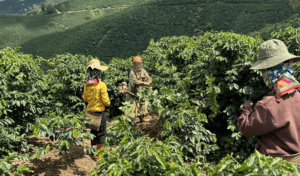 Tìm Hiểu 6 Giai Đoạn Chính Của Quy Trình Chế Biến Cà Phê