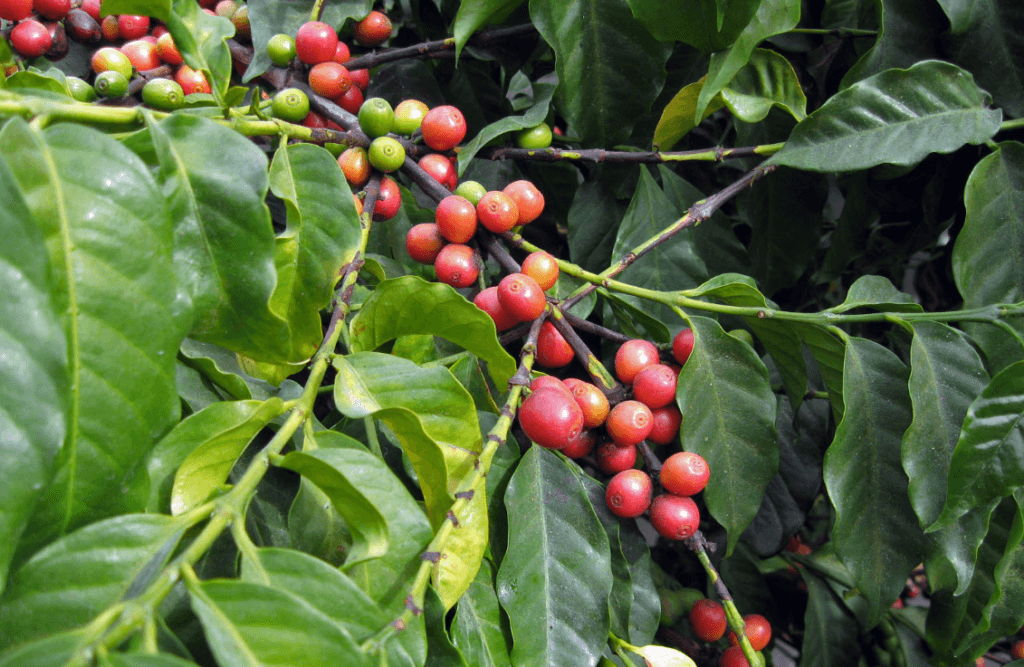 cà phê Arabica và Robusta