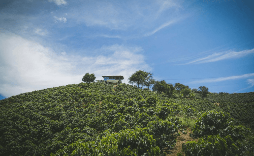 6 Lý Do Khiến Cà Phê Arabica Khe Sanh Trở Thành Lựa Chọn Hàng Đầu