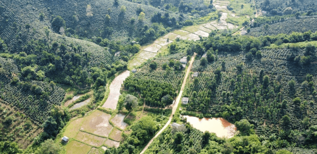 6 Lý Do Khiến Cà Phê Arabica Khe Sanh Trở Thành Lựa Chọn Hàng Đầu