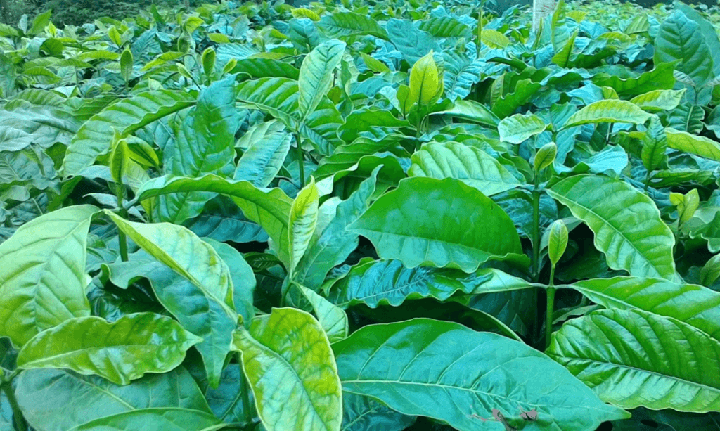 8 Lợi Ích Của Kỹ Thuật Nhân Giống Cà Phê Chất Lượng Cao